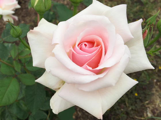 マダム バタフライ - バラ図鑑 - NOIBARA